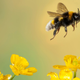 Image for article titled If Bees Can Now Legally Be Fish, Then I'm Legally Rich